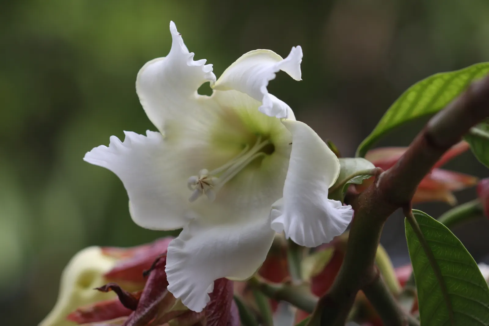Easter Lily Vine, Herald's Trumpet (Beaumontia Grandiflora) — Easter Lily Vine (Beaumontia grandiflora); reaching lengths up to 30 feet