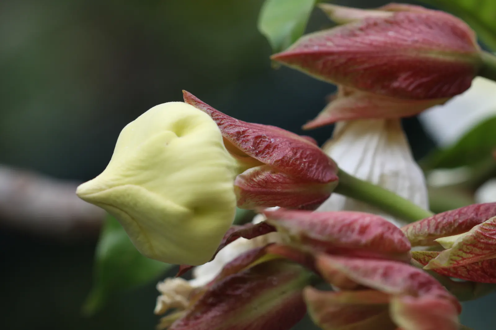 Easter Lily Vine, Herald's Trumpet (Beaumontia Grandiflora) — Each individual flower is an impressive size