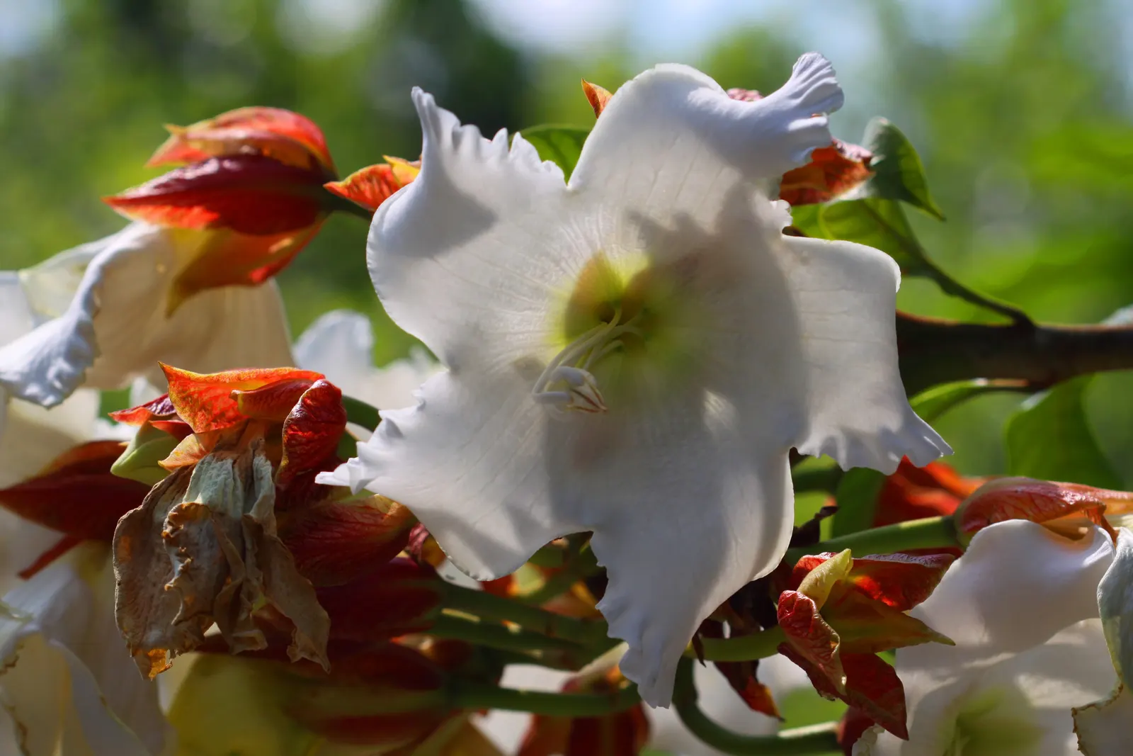 Easter Lily Vine, Herald's Trumpet (Beaumontia Grandiflora) — typically 6-10 inches long