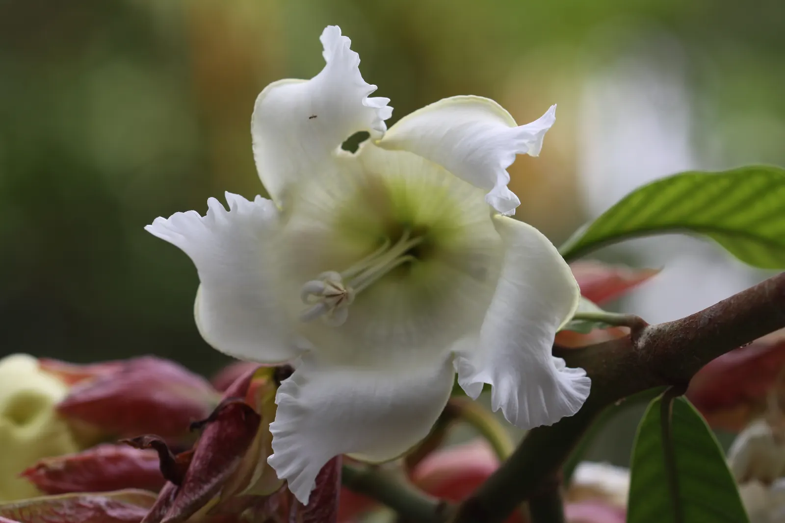 Easter Lily Vine, Herald's Trumpet (Beaumontia Grandiflora) — it adds a tropical flair and a sensory delight with its visually stunning and aromatic blossoms