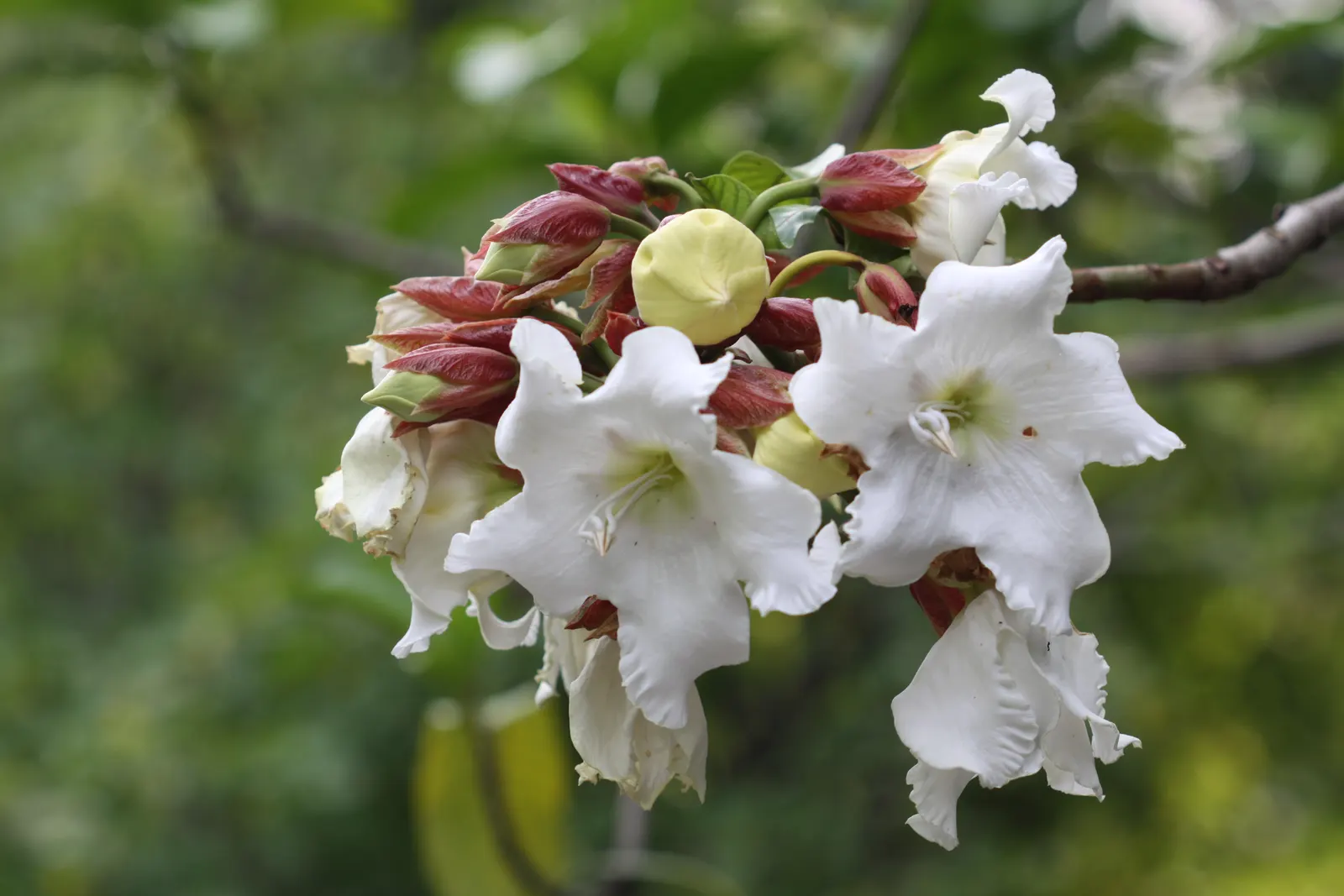 Easter Lily Vine, Herald's Trumpet (Beaumontia Grandiflora) — reaching lengths up to 30 feet