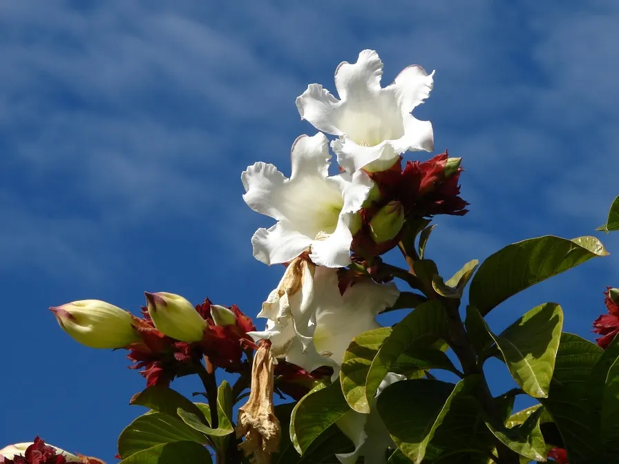 Easter Lily Vine, Herald's Trumpet (Beaumontia Grandiflora) — trumpet-shaped white flowers