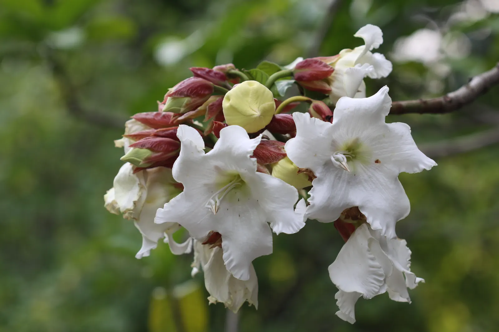 Easter Lily Vine, Herald's Trumpet (Beaumontia Grandiflora) — This plant thrives in full sun to partial shade, requiring well-drained soil