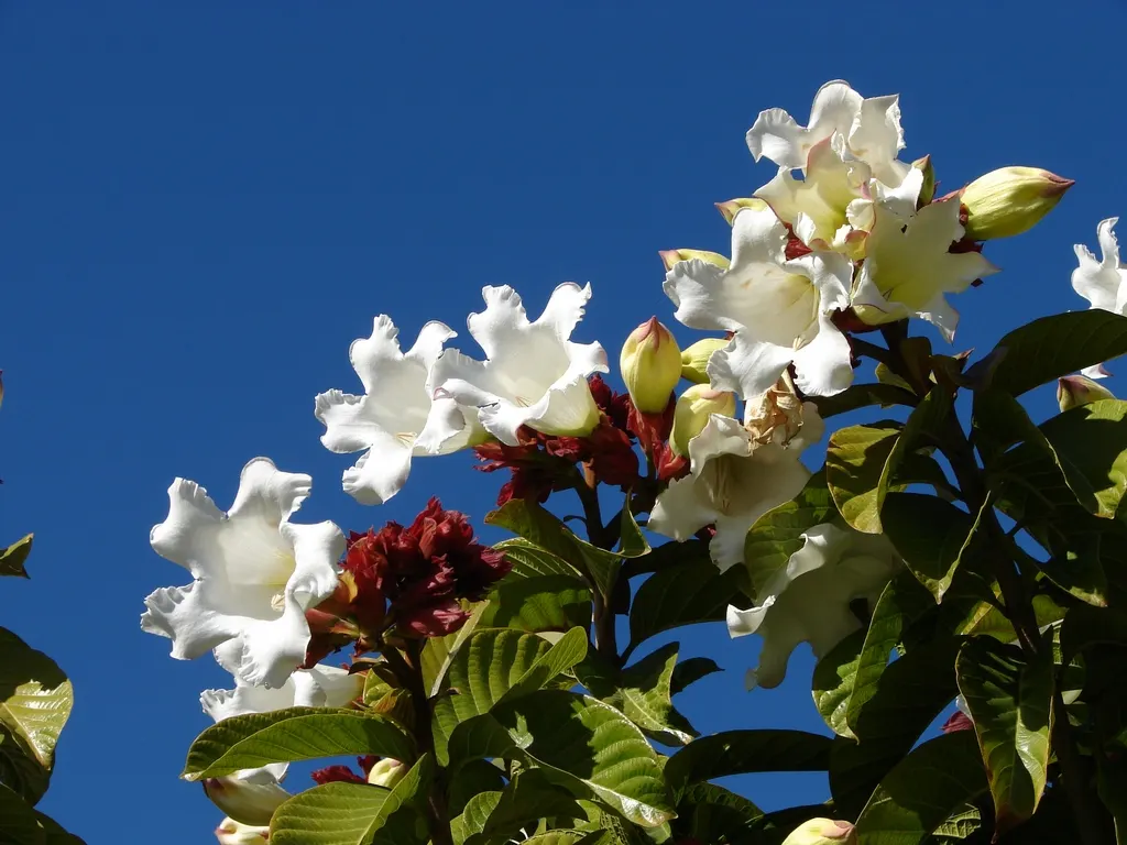 Easter Lily Vine, Herald's Trumpet (Beaumontia Grandiflora) — reflecting its preference for a warm