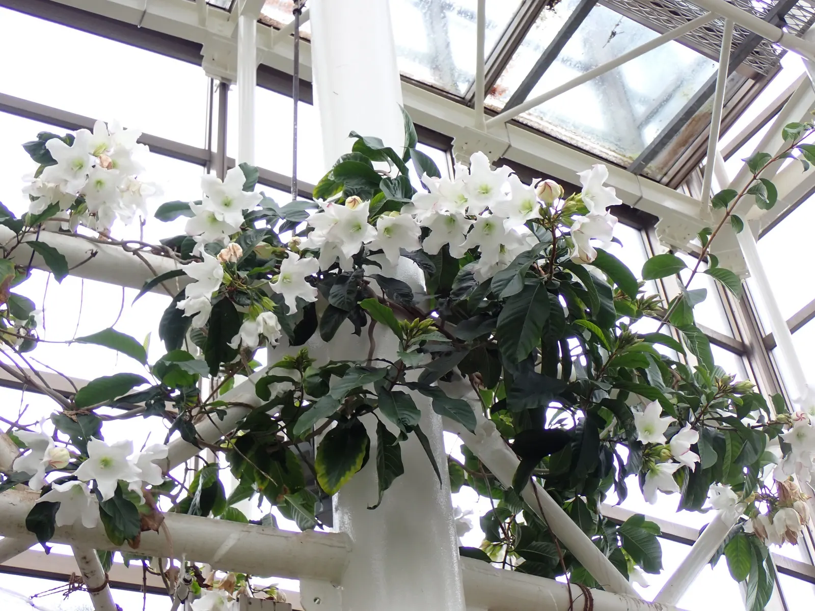Easter Lily Vine, Herald's Trumpet (Beaumontia Grandiflora) — vine for full or half