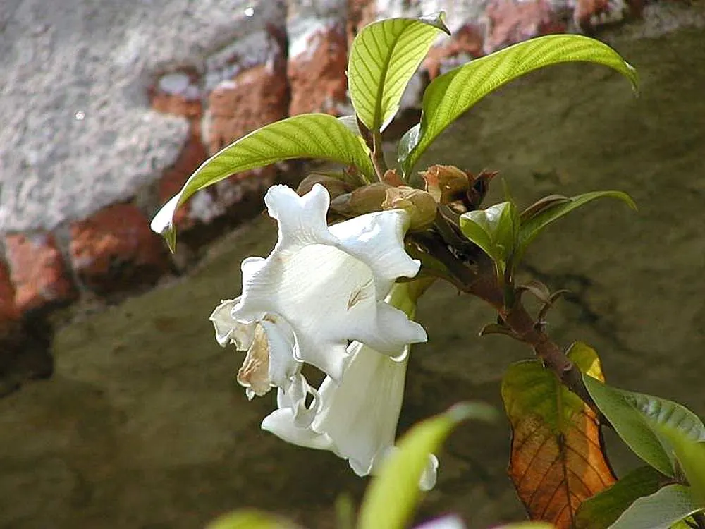 Easter Lily Vine, Herald's Trumpet (Beaumontia Grandiflora) — creating a striking visual display