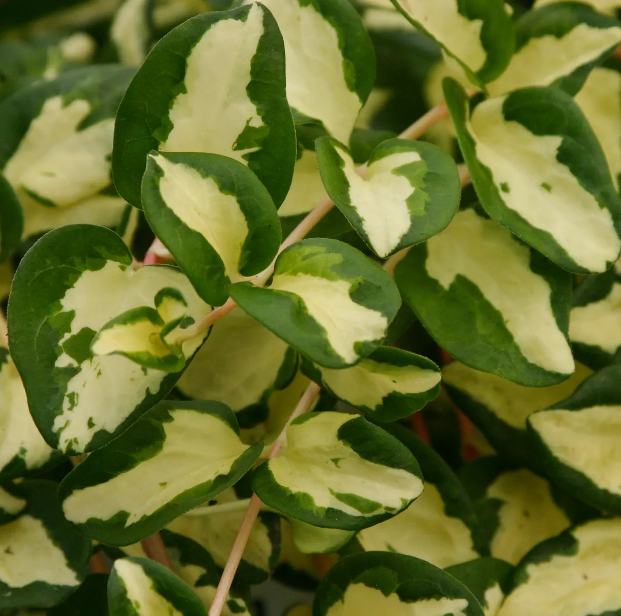 'Wojo's Jem' Vinca Vine (Vinca major) — Proven Winners - 'Wojo's Jem' - Vinca Vine - Vinca maculata blue blue-true plant details
