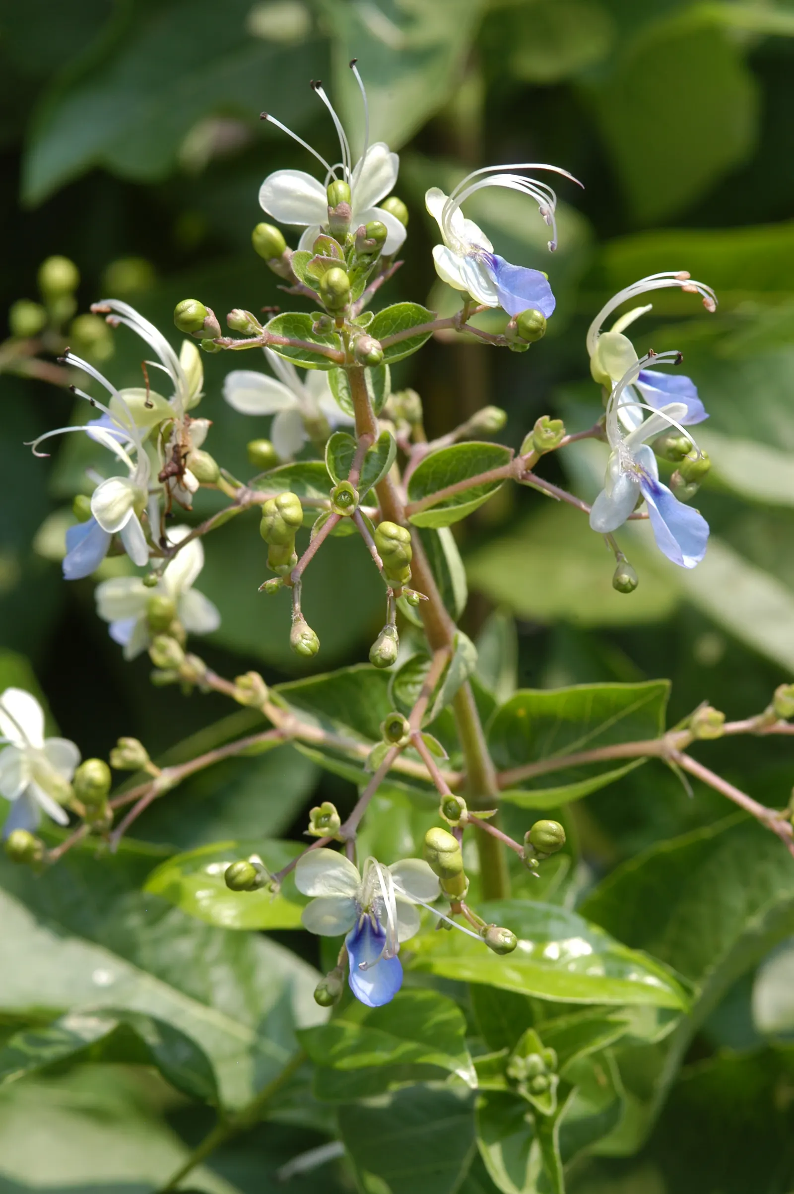 Blue Glorybower (Clerodendrum Ugandense) — shrub for half or shade