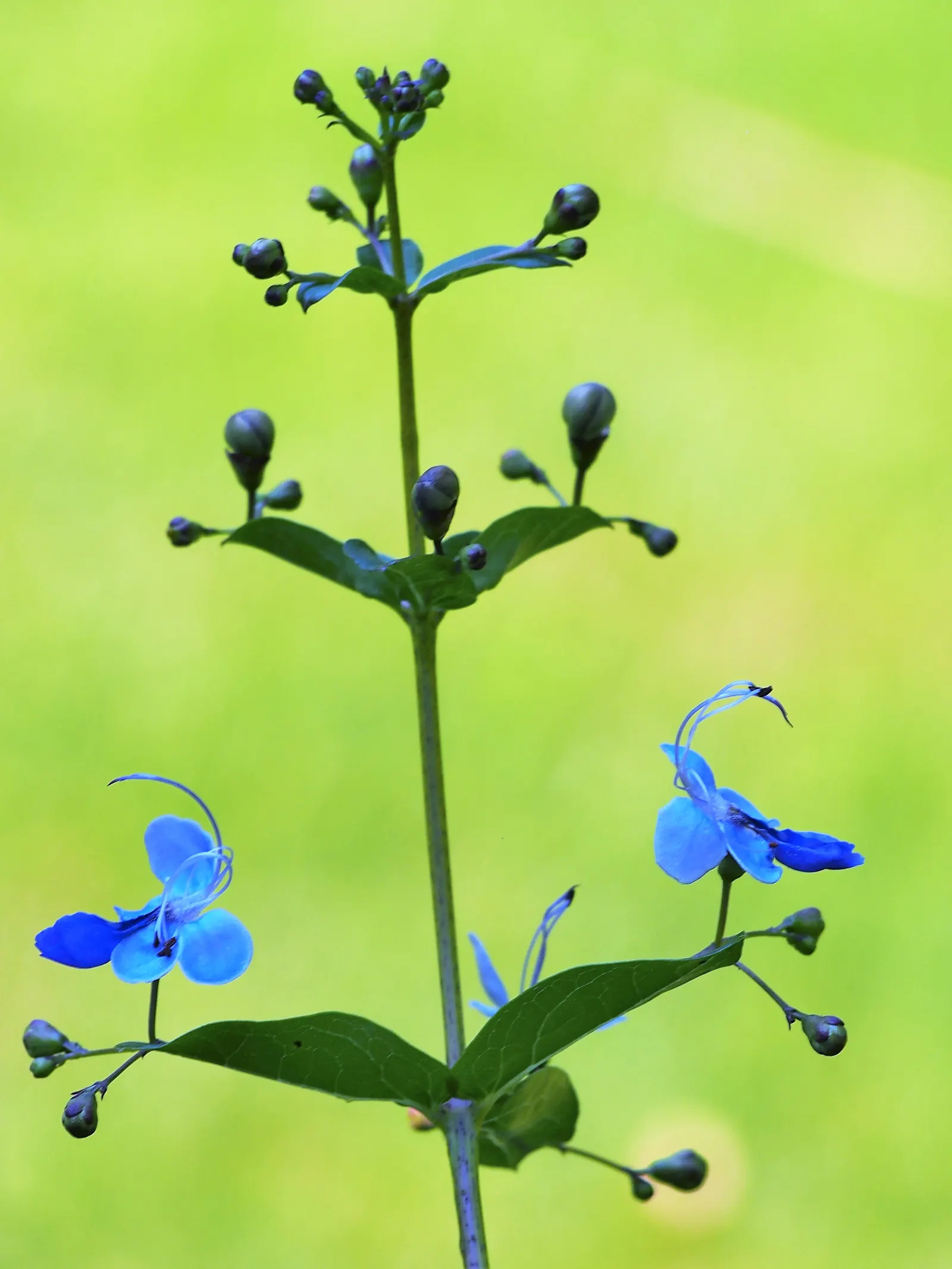 Blue Glorybower (Clerodendrum Ugandense) — offering a prolonged display of visual interest; is a unique and vibrant shrub renowned for its ornate blossoms and