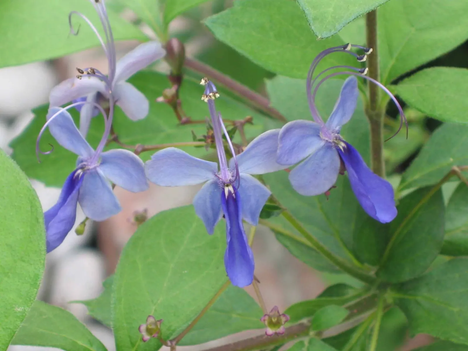Blue Glorybower (Clerodendrum Ugandense) — Moderately drought-tolerant once established