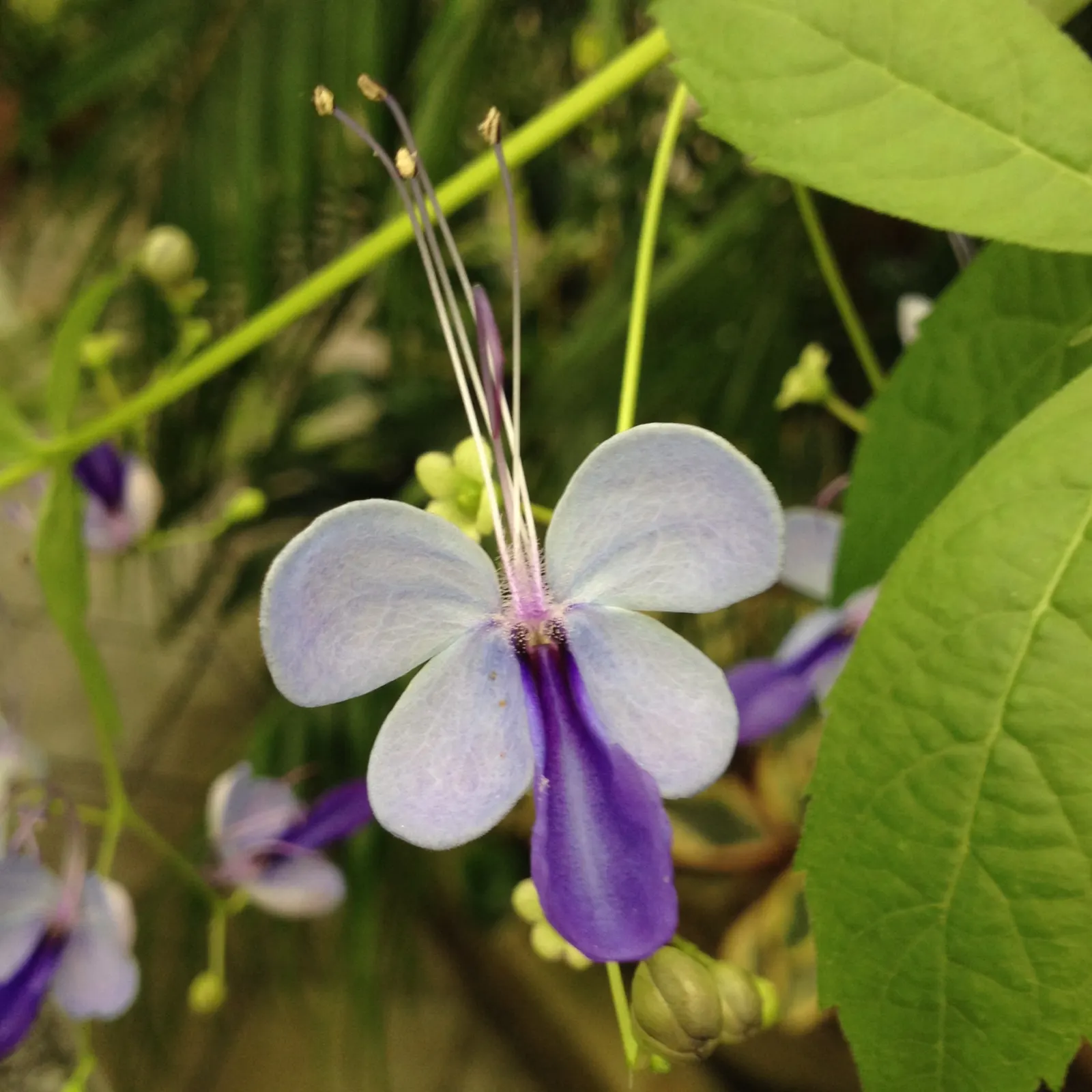 Blue Glorybower (Clerodendrum Ugandense) — Its flowers are borne in panicles of 8 inches long that contrast strikingly with the shrub's bright green, image 31