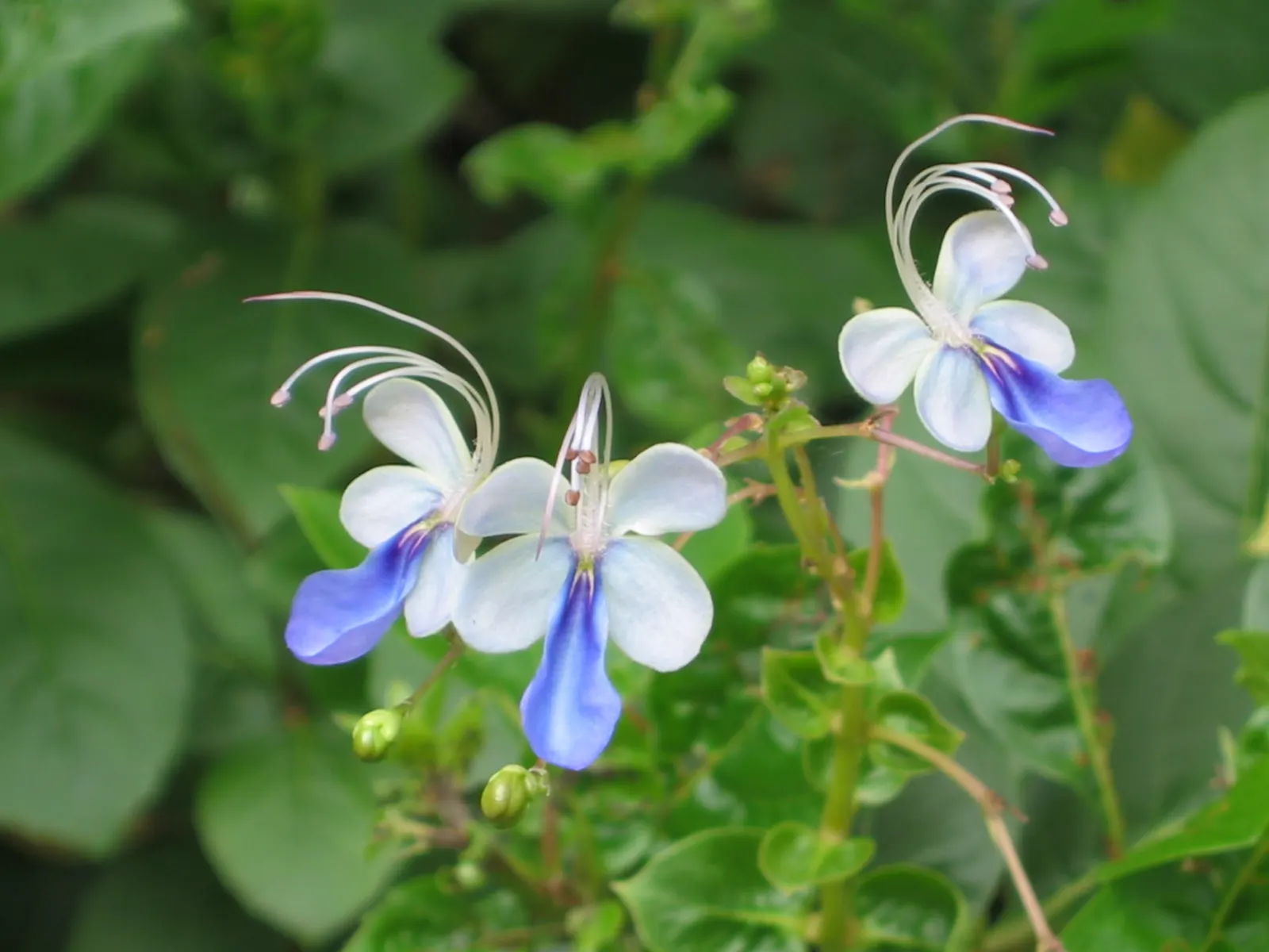 Blue Glorybower (Clerodendrum Ugandense) — offering a prolonged display of visual interest