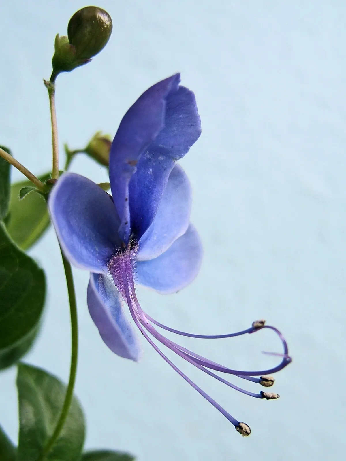 Blue Glorybower (Clerodendrum Ugandense) — it requires regular watering during its growing season; it's celebrated for its vibrant blue and lavender flowers