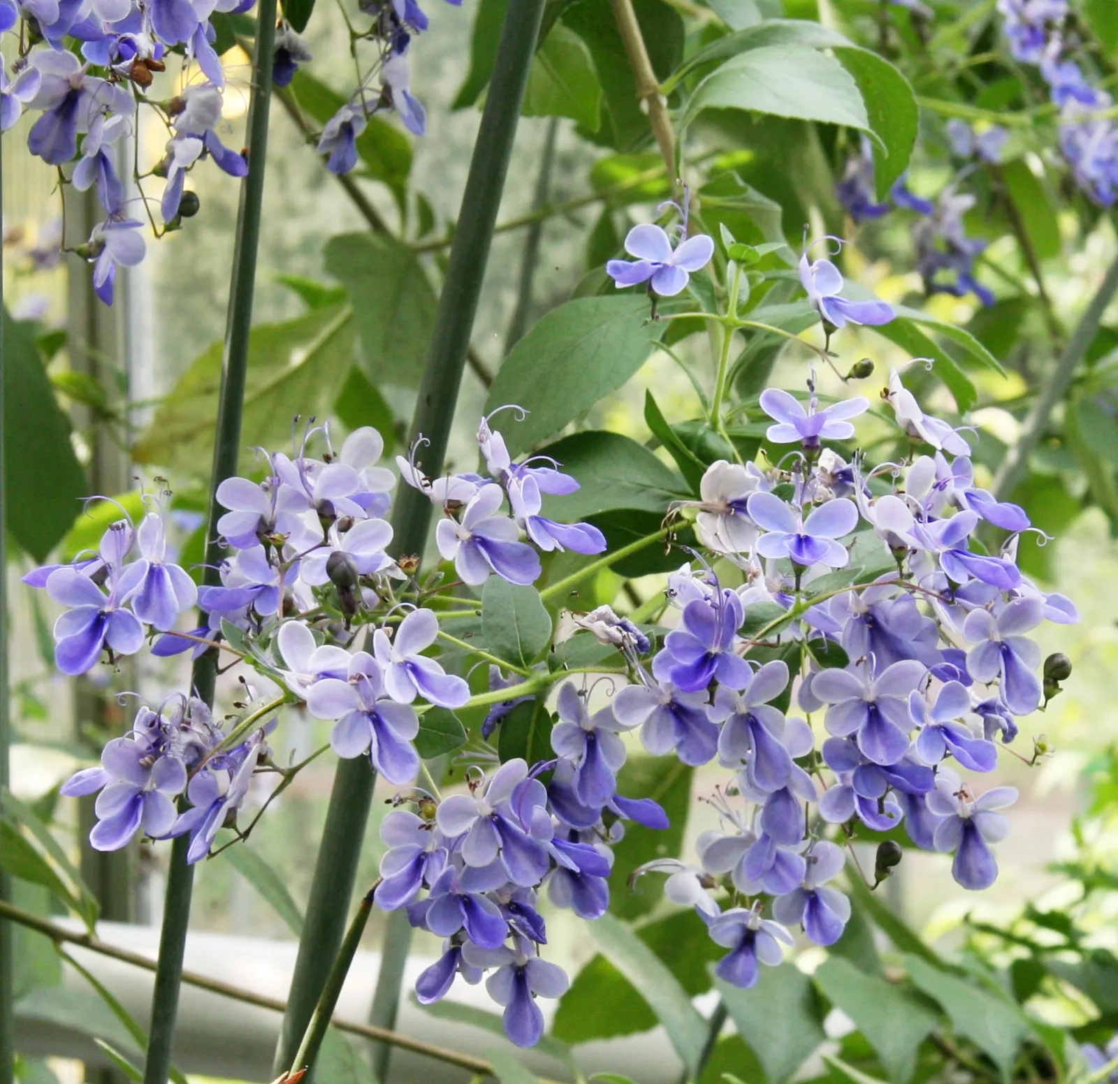 Blue Glorybower (Clerodendrum Ugandense) — particularly in dryer climates; this flowering plant typically reaches a mature height of 6 to 10 feet with a