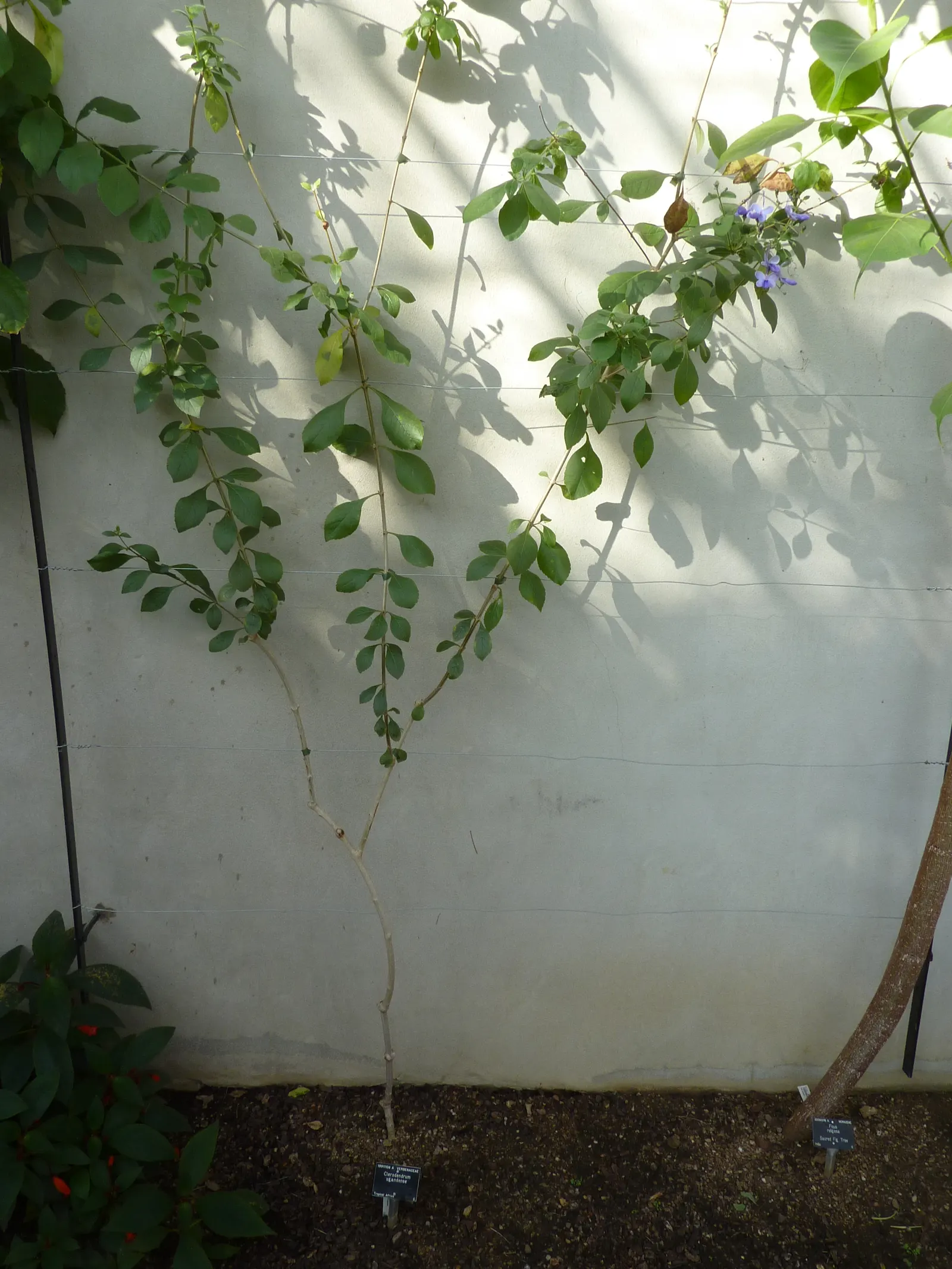 Blue Glorybower (Clerodendrum Ugandense) — this flowering plant typically reaches a mature height of 6 to 10 feet with a similar spread