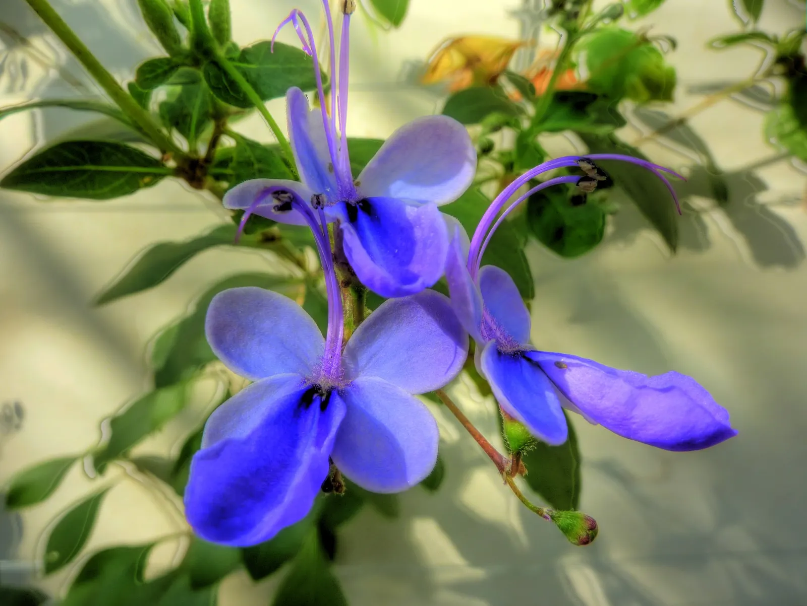 Blue Glorybower (Clerodendrum Ugandense) — blue flowers in the garden; preferring full sun and well-drained soil, this bush thrives in USDA zones 9-11