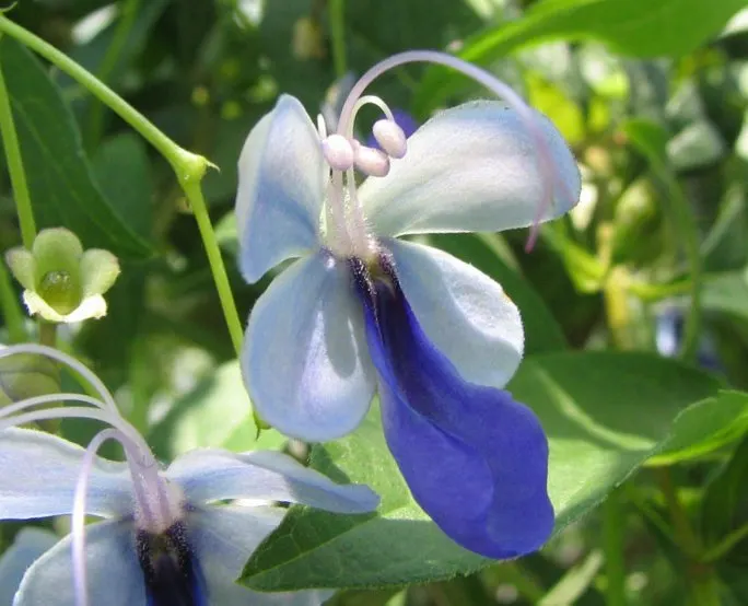 Blue Glorybower (Clerodendrum Ugandense) — Preferring full sun and well-drained soil, this bush thrives in USDA zones 9-11