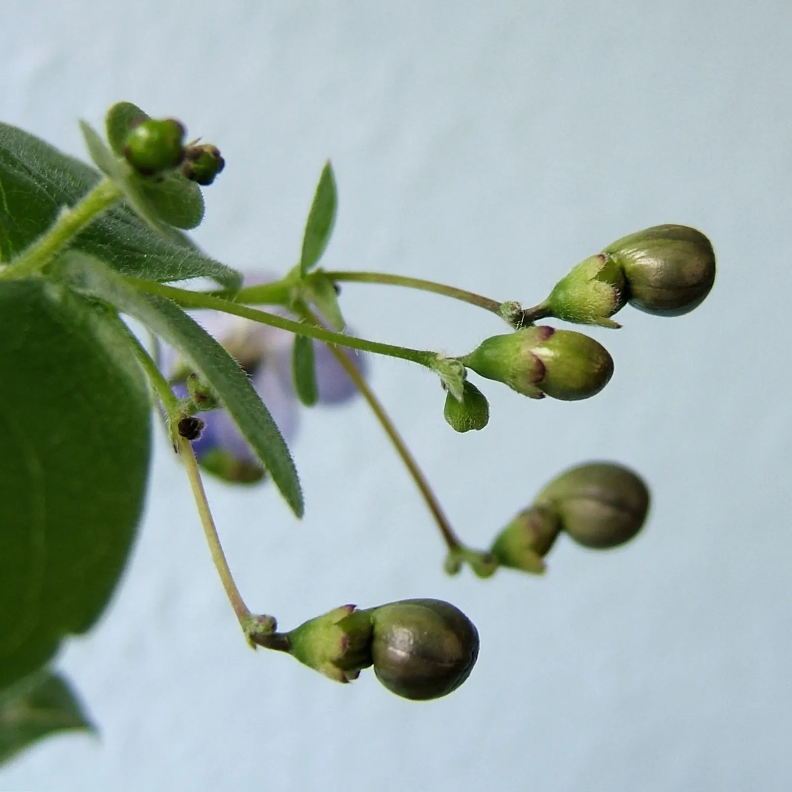 Blue Glorybower (Clerodendrum Ugandense) — Its flowers are borne in panicles of 8 inches long that contrast strikingly with the shrub's bright green
