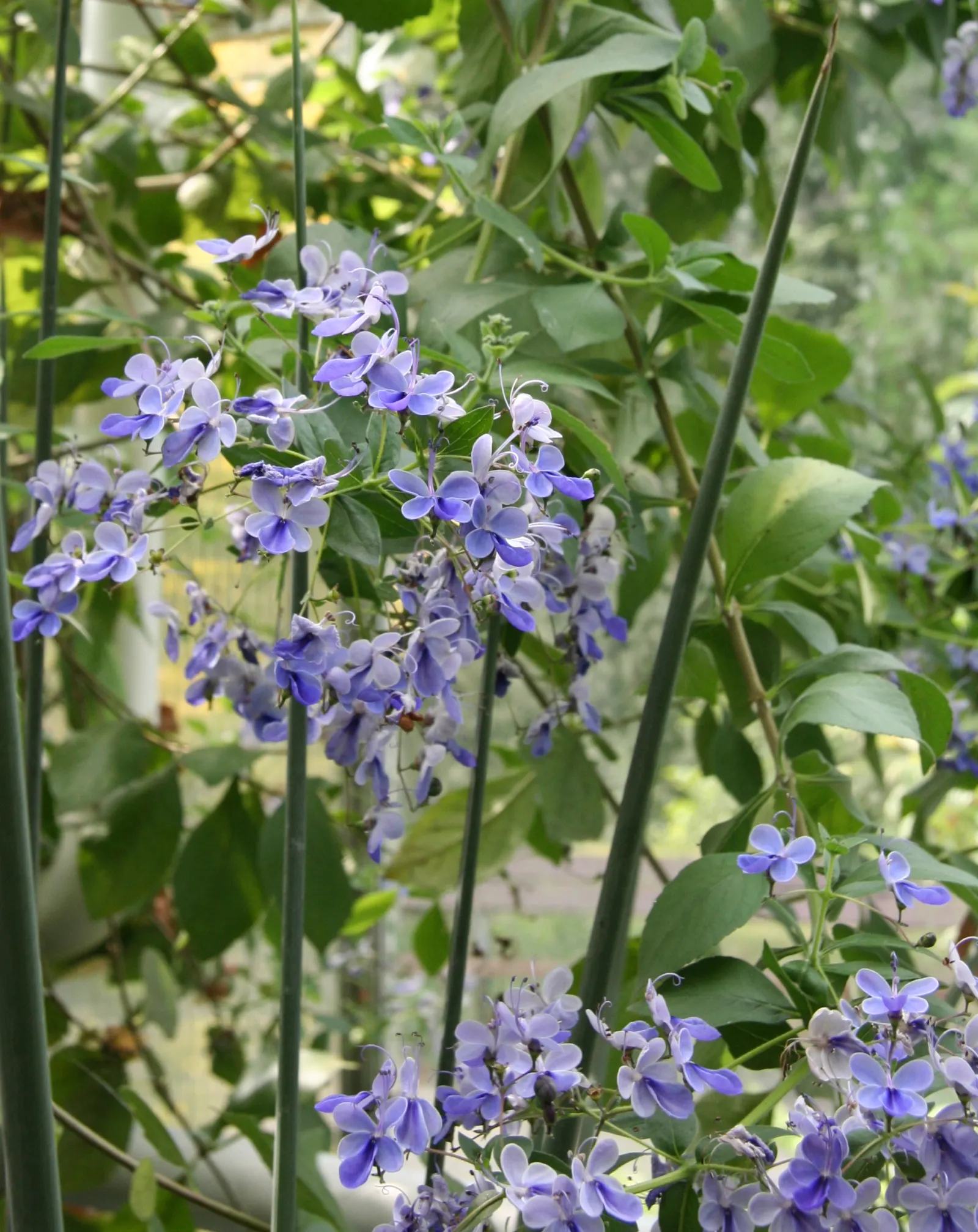 Blue Glorybower (Clerodendrum Ugandense) — is a unique and vibrant shrub renowned for its ornate blossoms and ability to attract an array of pollinators