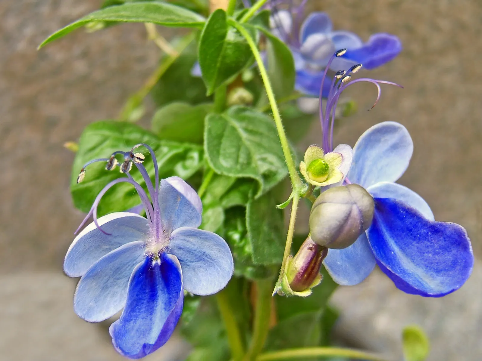 Blue Glorybower (Clerodendrum Ugandense) — butterfly-attracting focal point in the garden