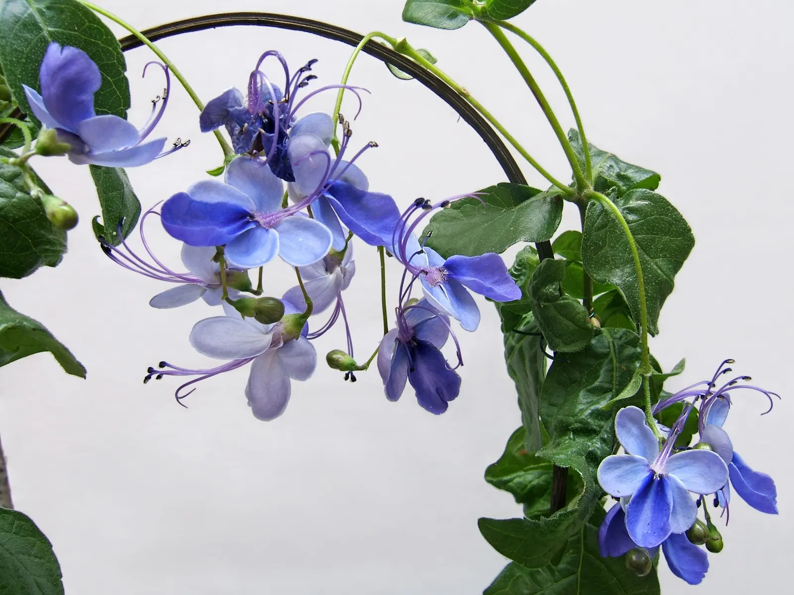 Blue Glorybower (Clerodendrum Ugandense) — The Butterfly Bush, Clerodendrum ugandense, is an enchanting, deciduous shrub reaching up to 10 feet tall