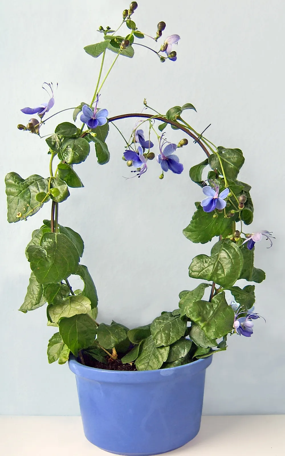 Blue Glorybower (Clerodendrum Ugandense) — Originating from East Africa