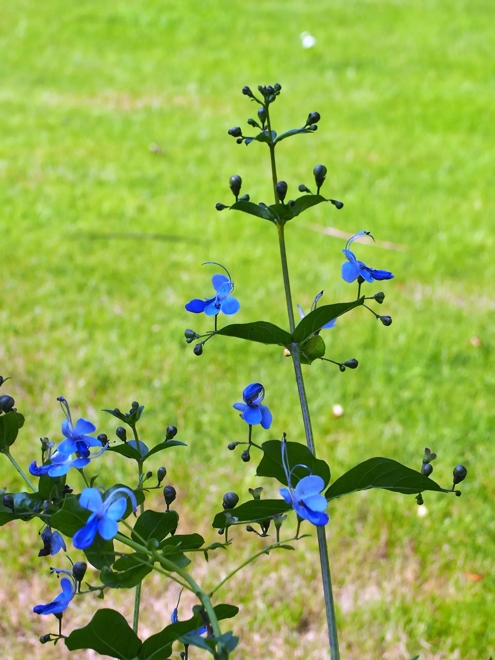 Blue Glorybower (Clerodendrum Ugandense) — Originating from East Africa; the Butterfly Bush thrives in USDA hardiness zones 9 to 11