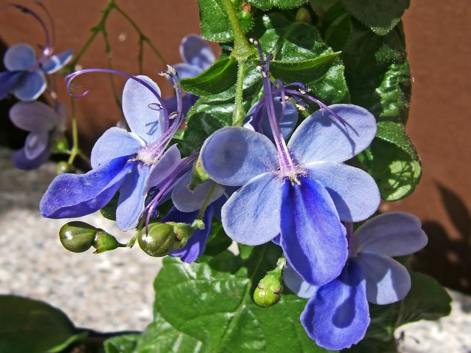 Blue Glorybower (Clerodendrum Ugandense) — making it a splendid choice for the avid gardener or landscaping enthusiast; particularly in dryer climates
