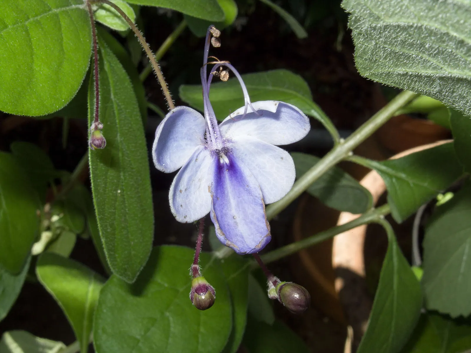 Blue Glorybower (Clerodendrum Ugandense) — particularly in dryer climates