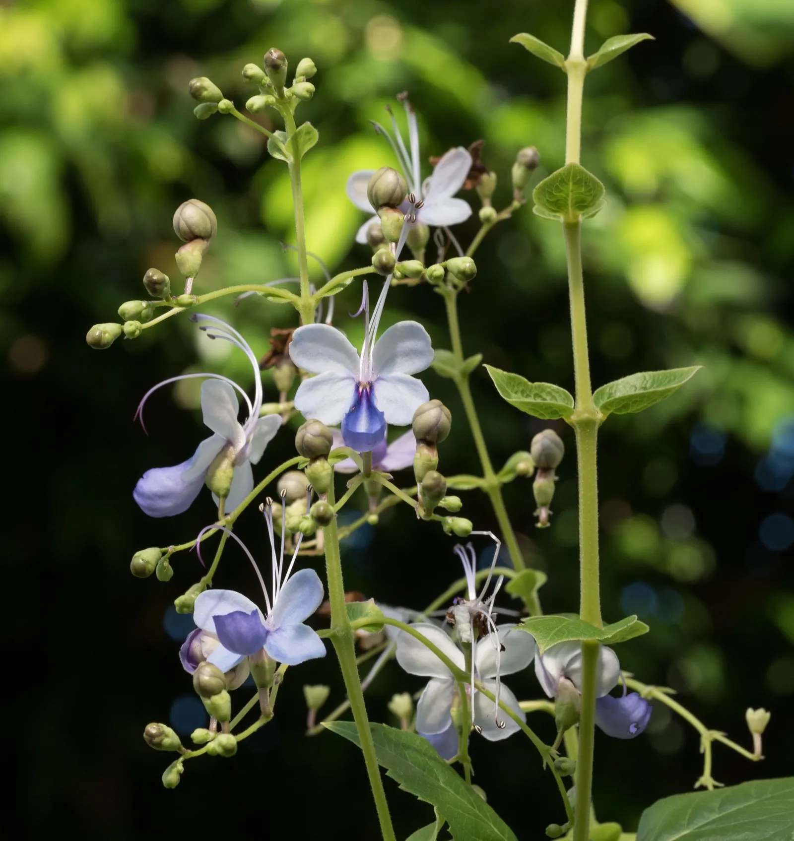 Blue Glorybower (Clerodendrum Ugandense) — the Butterfly Bush thrives in USDA hardiness zones 9 to 11; originating from East Africa