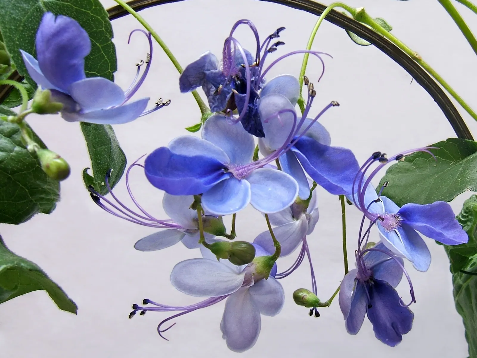 Blue Glorybower (Clerodendrum Ugandense) — the Butterfly Bush thrives in USDA hardiness zones 9 to 11