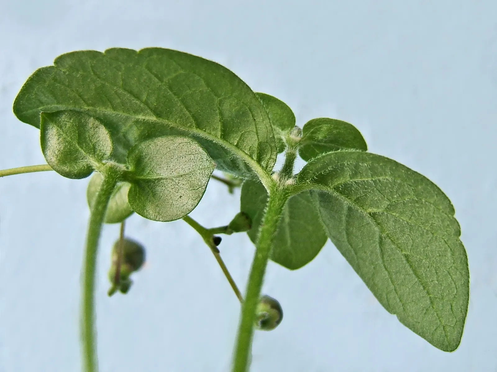 Blue Glorybower (Clerodendrum Ugandense) — Its rapid growth and sprawling habit