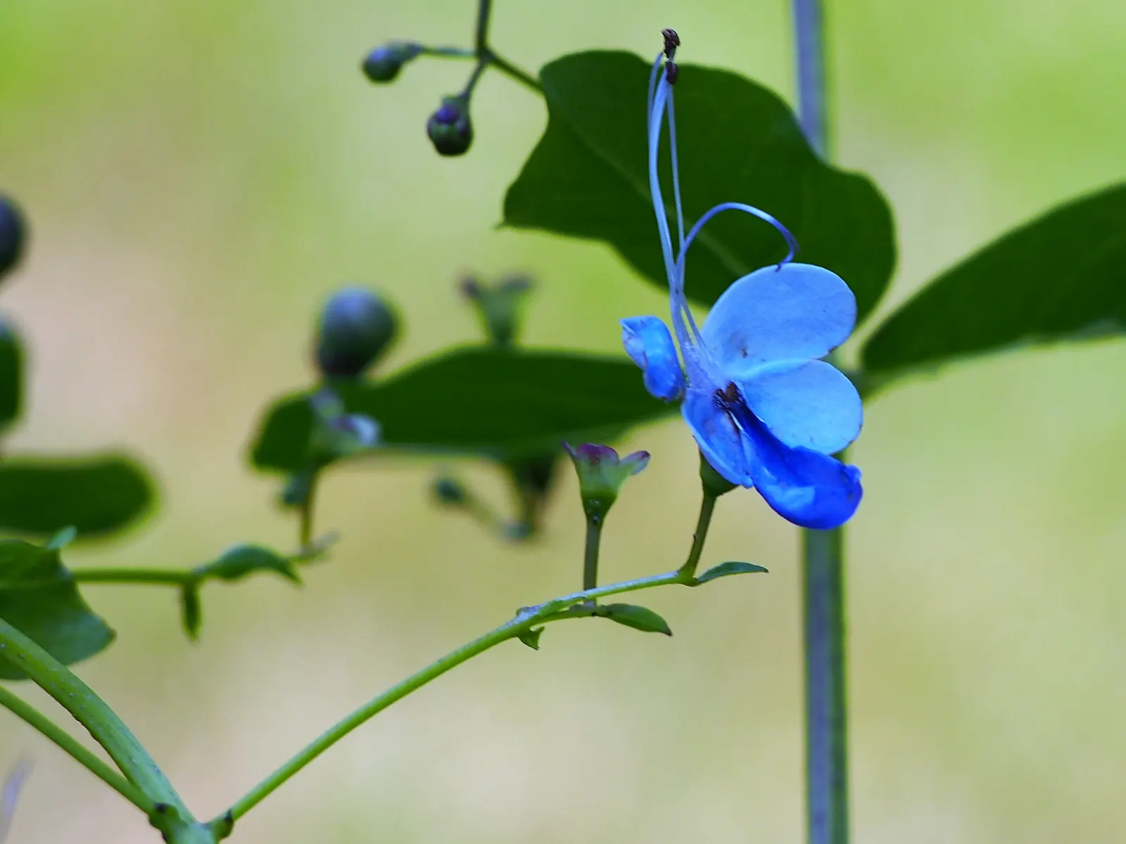Blue Glorybower (Clerodendrum Ugandense) — It's celebrated for its vibrant blue and lavender flowers resembling butterflies, which bloom in warm months; its