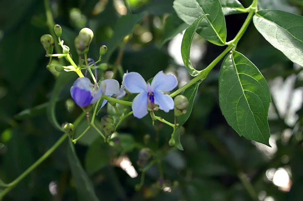 Blue Glorybower (Clerodendrum Ugandense) — which can grow up to 5 inches long.<br><br>Preferring full sun to partial shade and well-draining soil; the