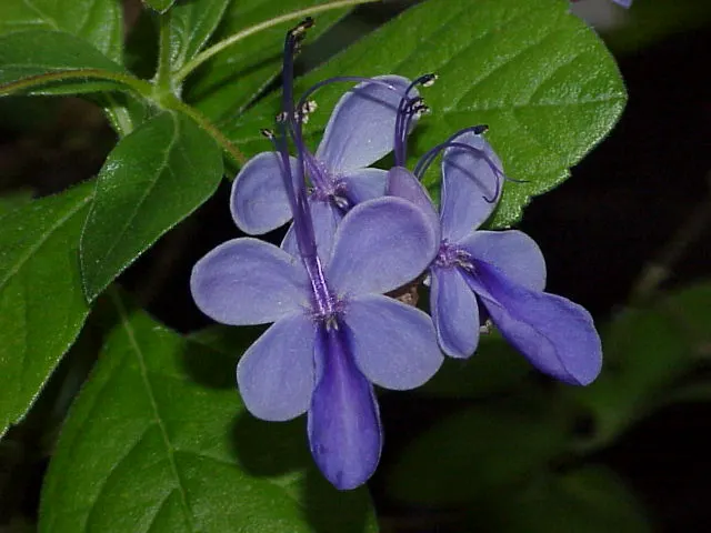 Blue Glorybower (Clerodendrum Ugandense) — this flowering plant typically reaches a mature height of 6 to 10 feet with a similar spread; shrub for half or shade