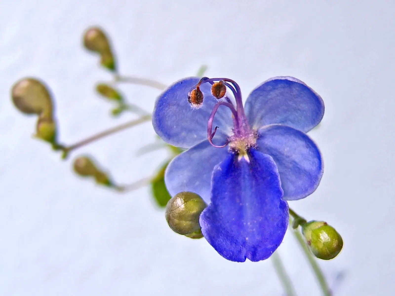 Blue Glorybower (Clerodendrum Ugandense) — Preferring full sun and well-drained soil, this bush thrives in USDA zones 9-11; blue flowers in the garden