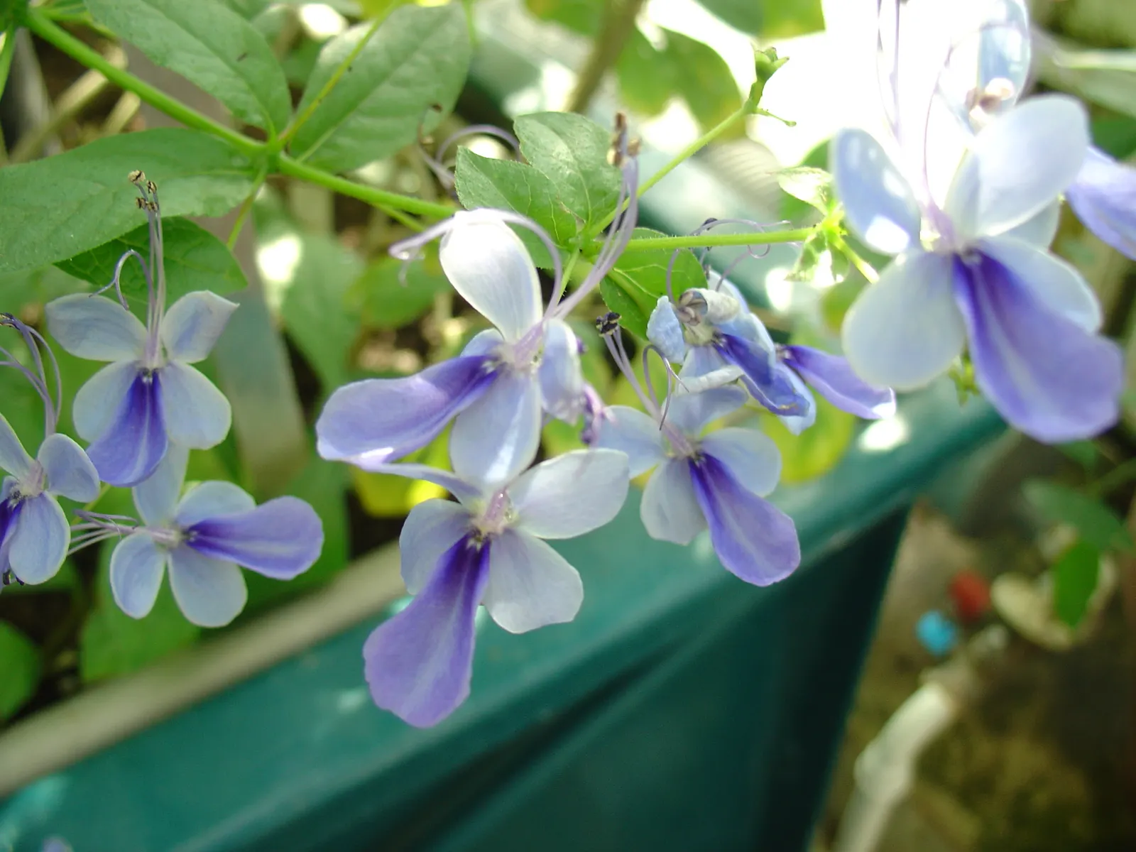 Blue Glorybower (Clerodendrum Ugandense) — Moderately drought-tolerant once established; it requires regular watering during its growing season