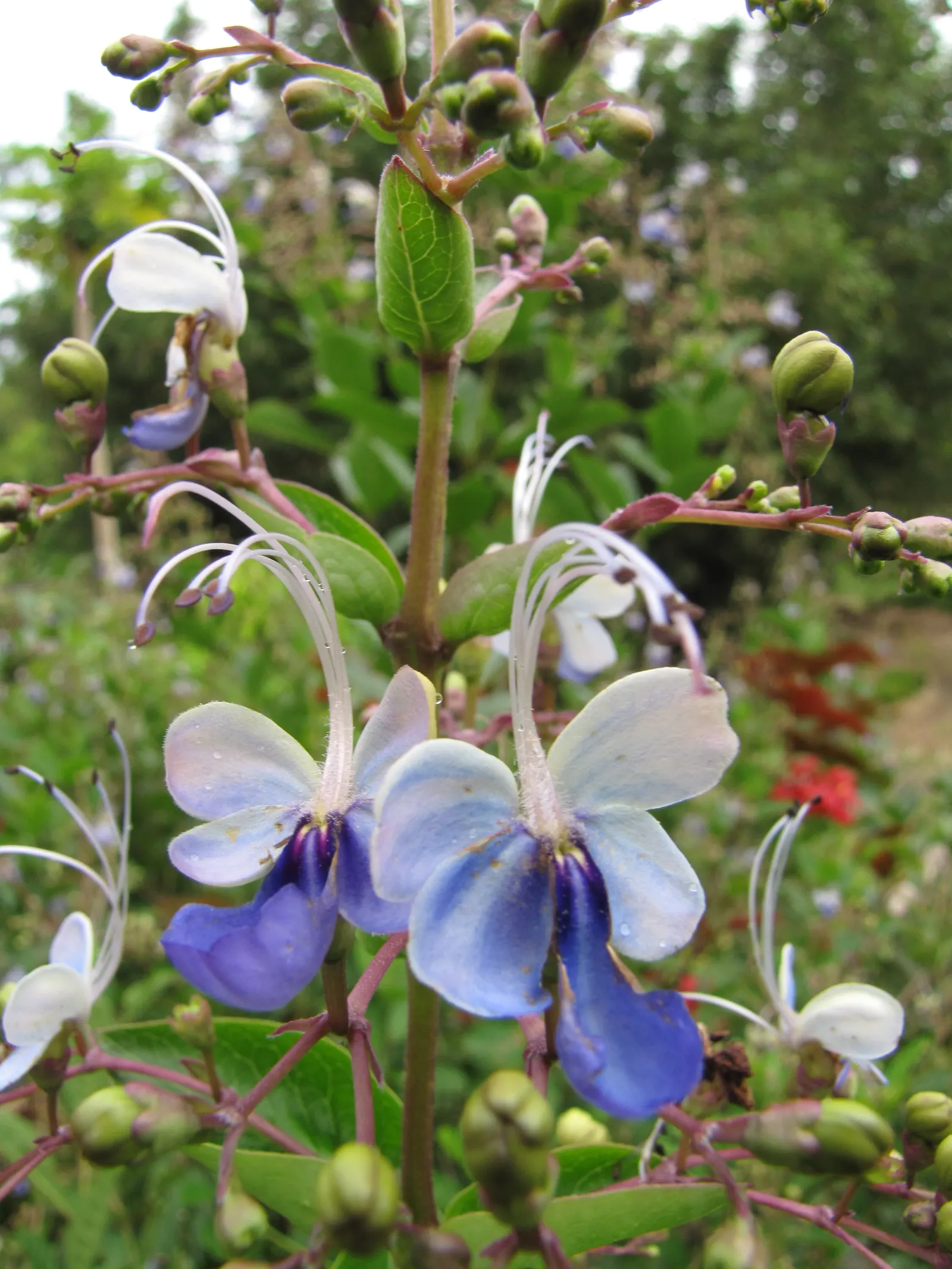 Blue Glorybower (Clerodendrum Ugandense) — is a unique and vibrant shrub renowned for its ornate blossoms and ability to attract an array of, image 27