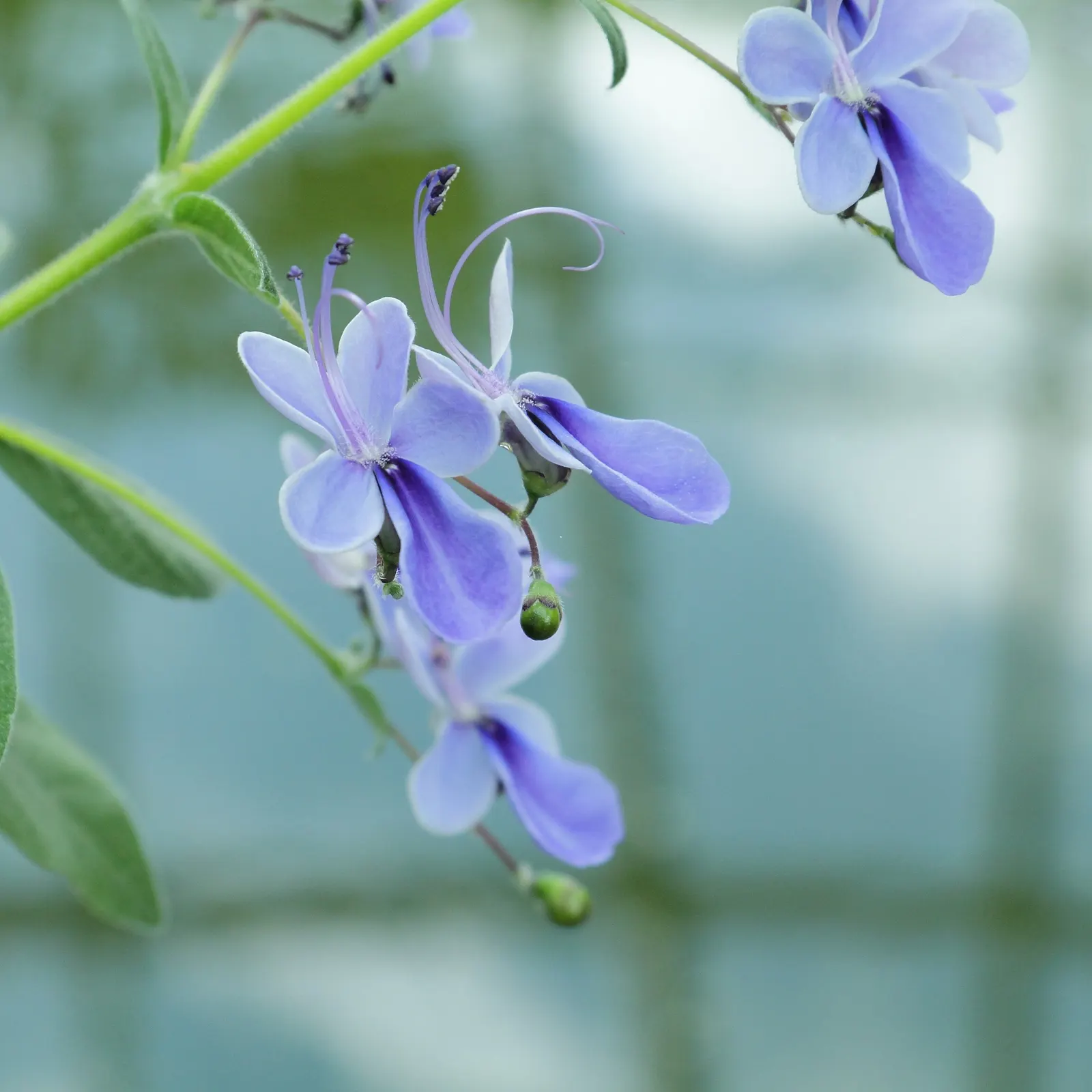 Blue Glorybower (Clerodendrum Ugandense) — it requires regular watering during its growing season