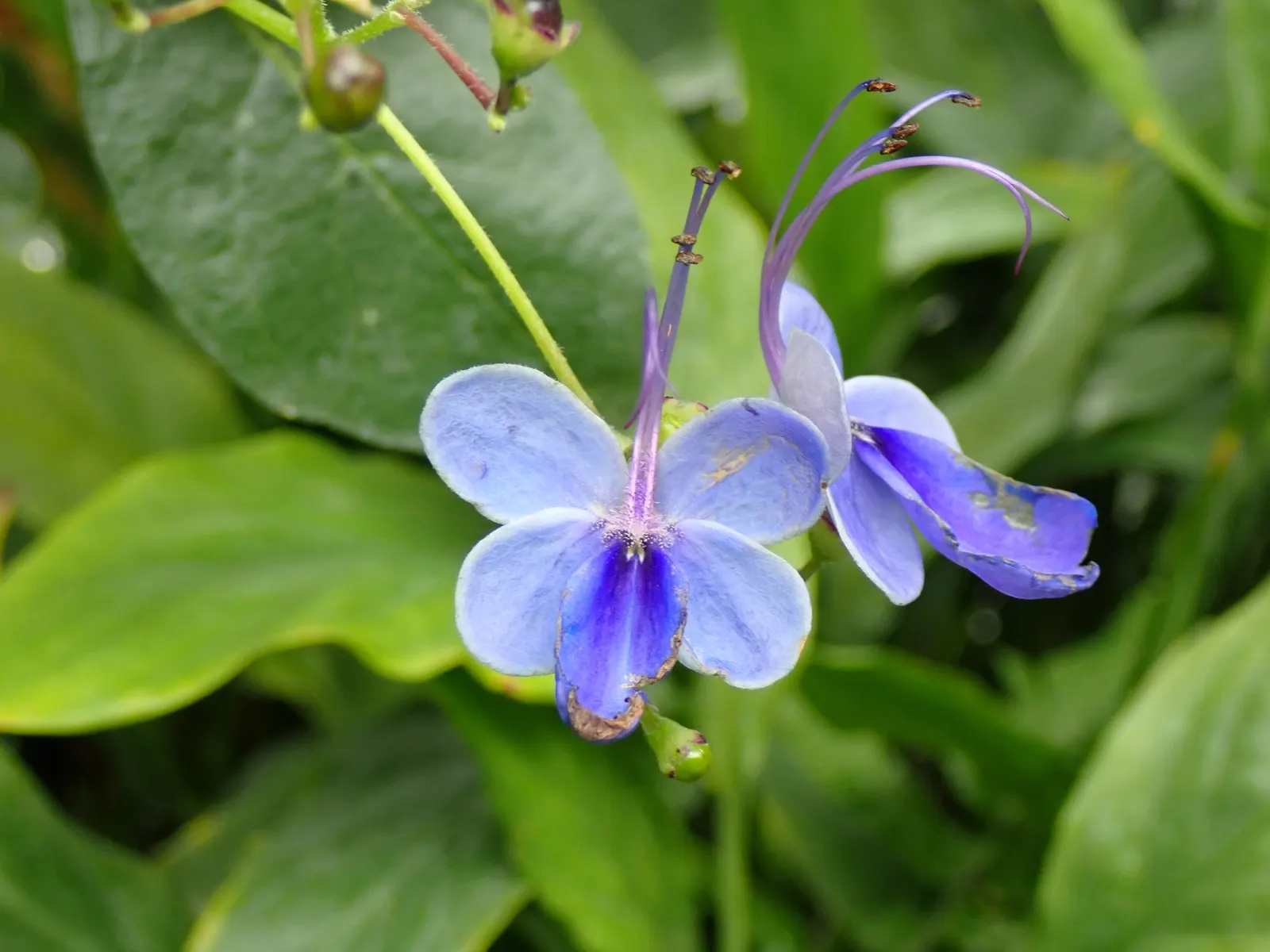 Blue Glorybower (Clerodendrum Ugandense) — making it a splendid choice for the avid gardener or landscaping enthusiast