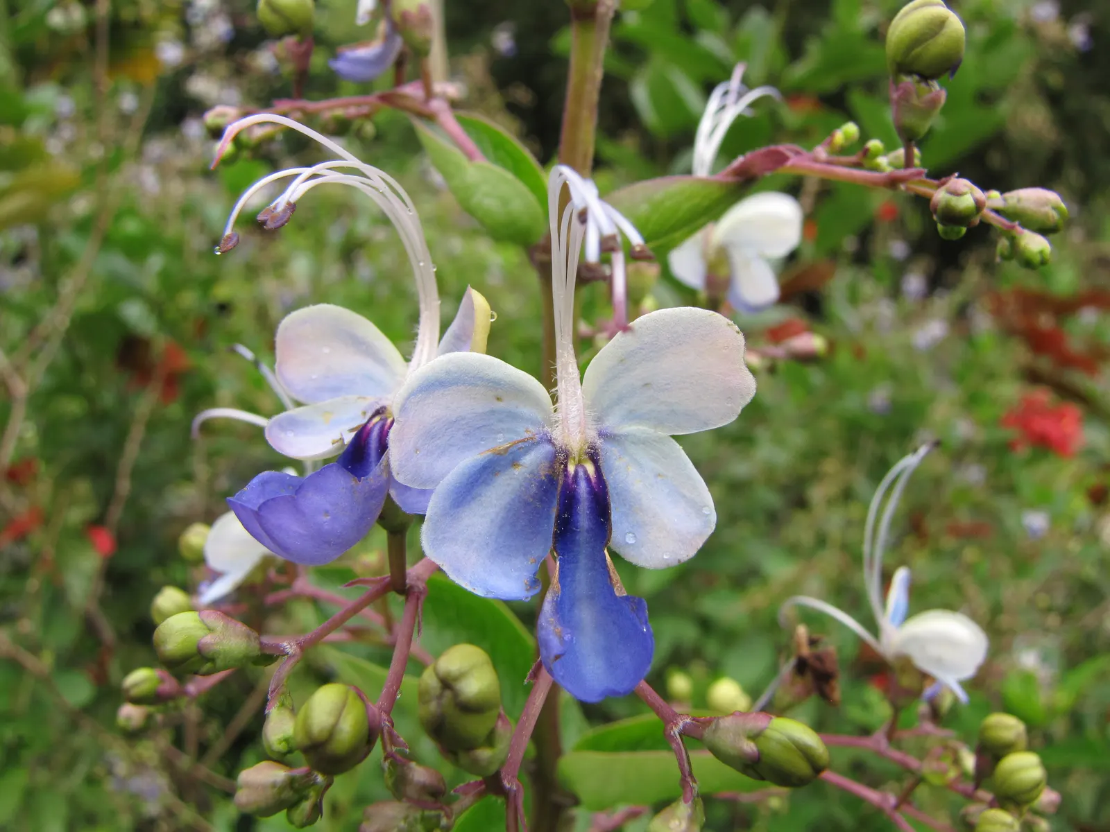 Blue Glorybower (Clerodendrum Ugandense) — butterfly-attracting focal point in the garden; shrub with blue blooms