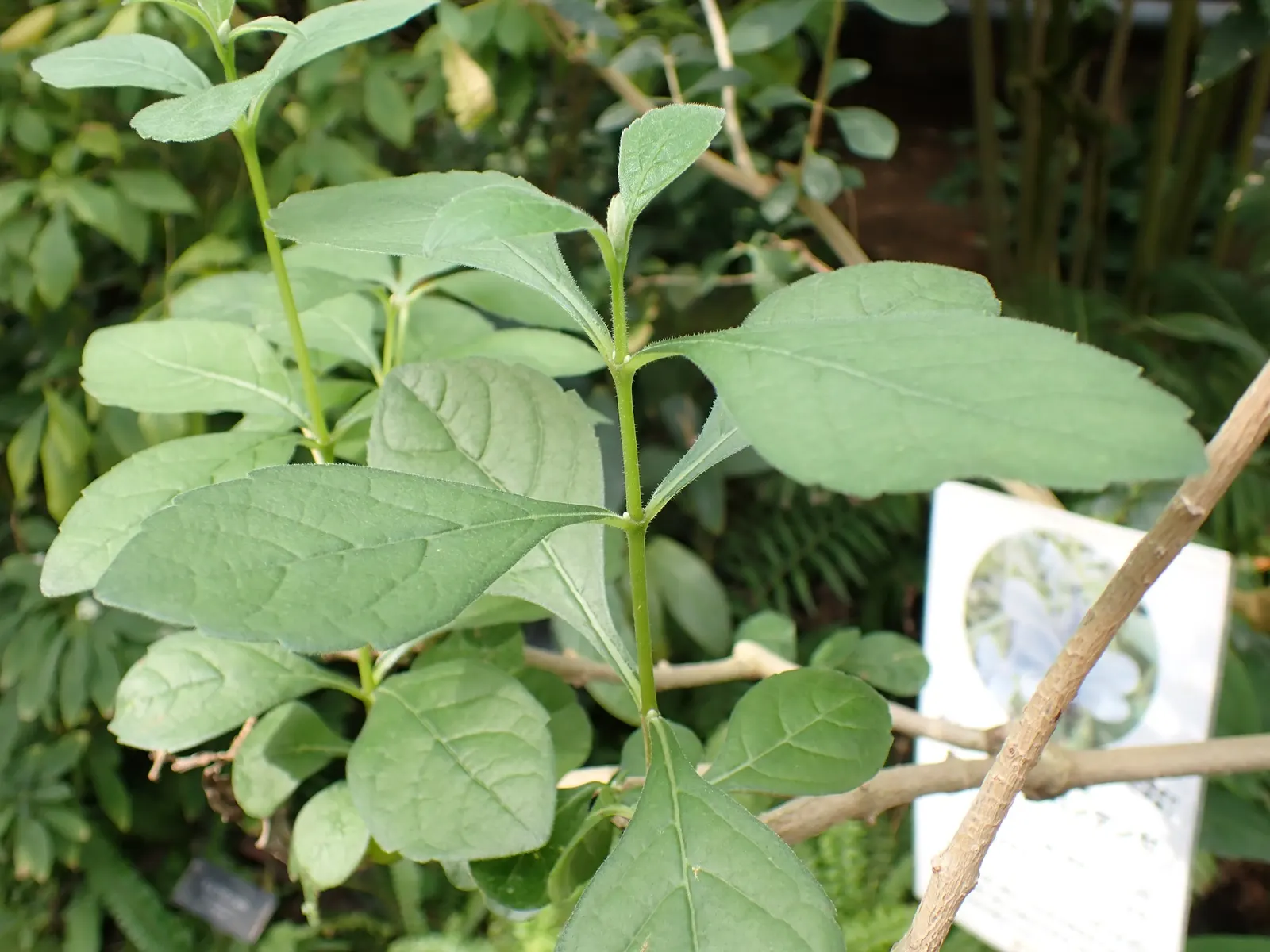 Blue Glorybower (Clerodendrum Ugandense) — Its rapid growth and sprawling habit; make it ideal for accent planting or creating a dynamic
