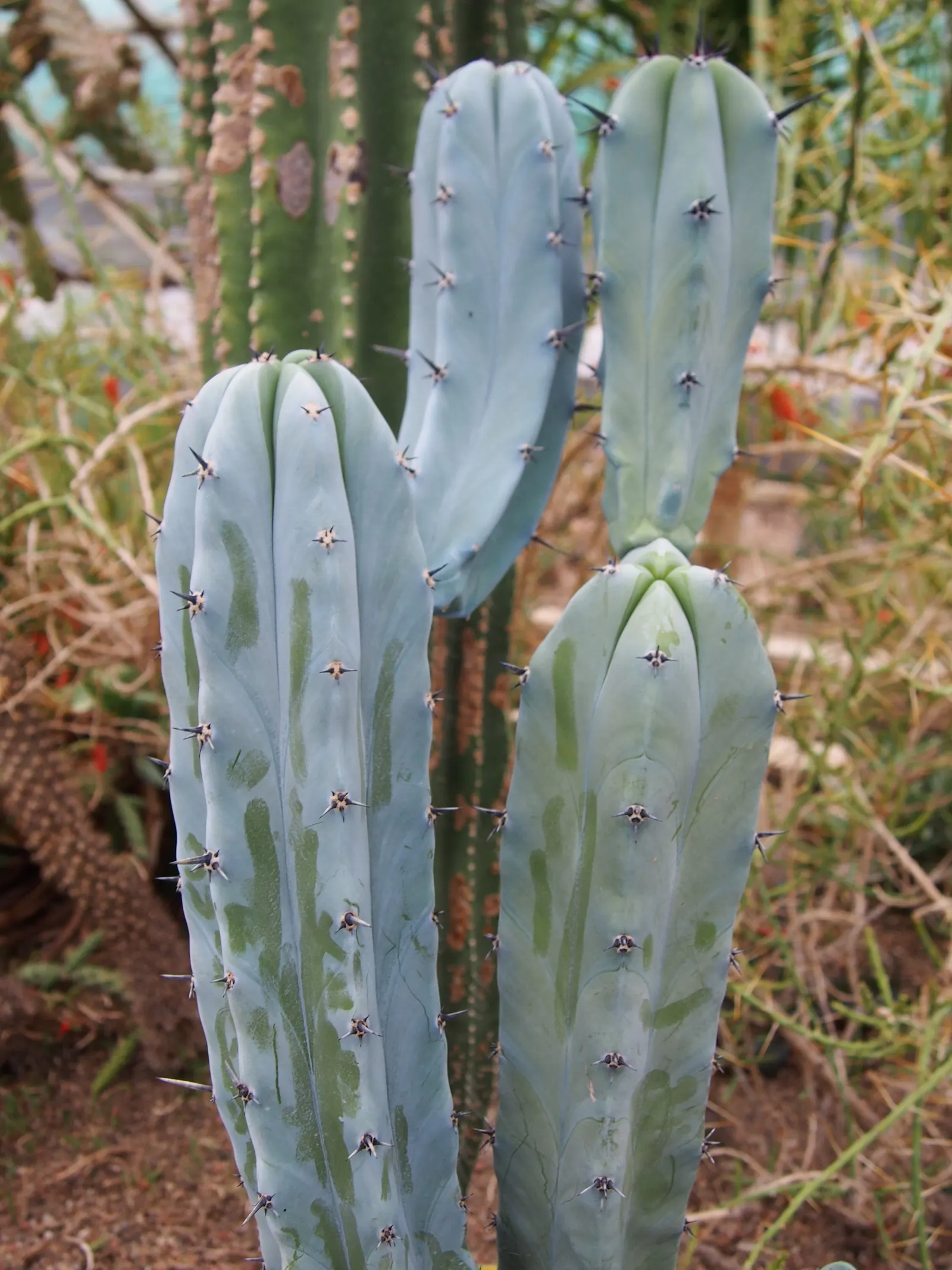 Blue Cereus (Cereus Hexagonus) — They are followed by edible; the Blue Cereus prefers full sun exposure but can tolerate partial shade