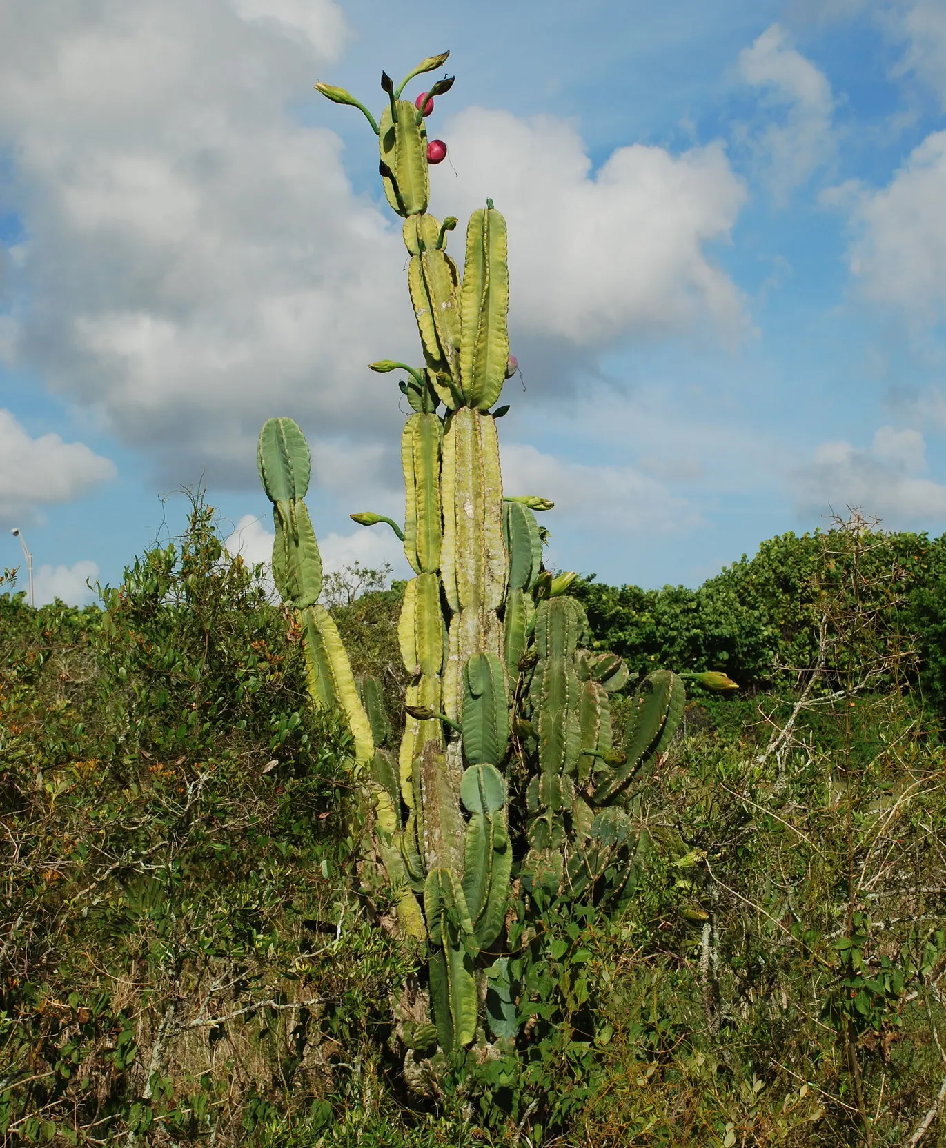 Blue Cereus (Cereus Hexagonus) — <br><br>During its blooming period in late spring to early summer; they are followed by edible