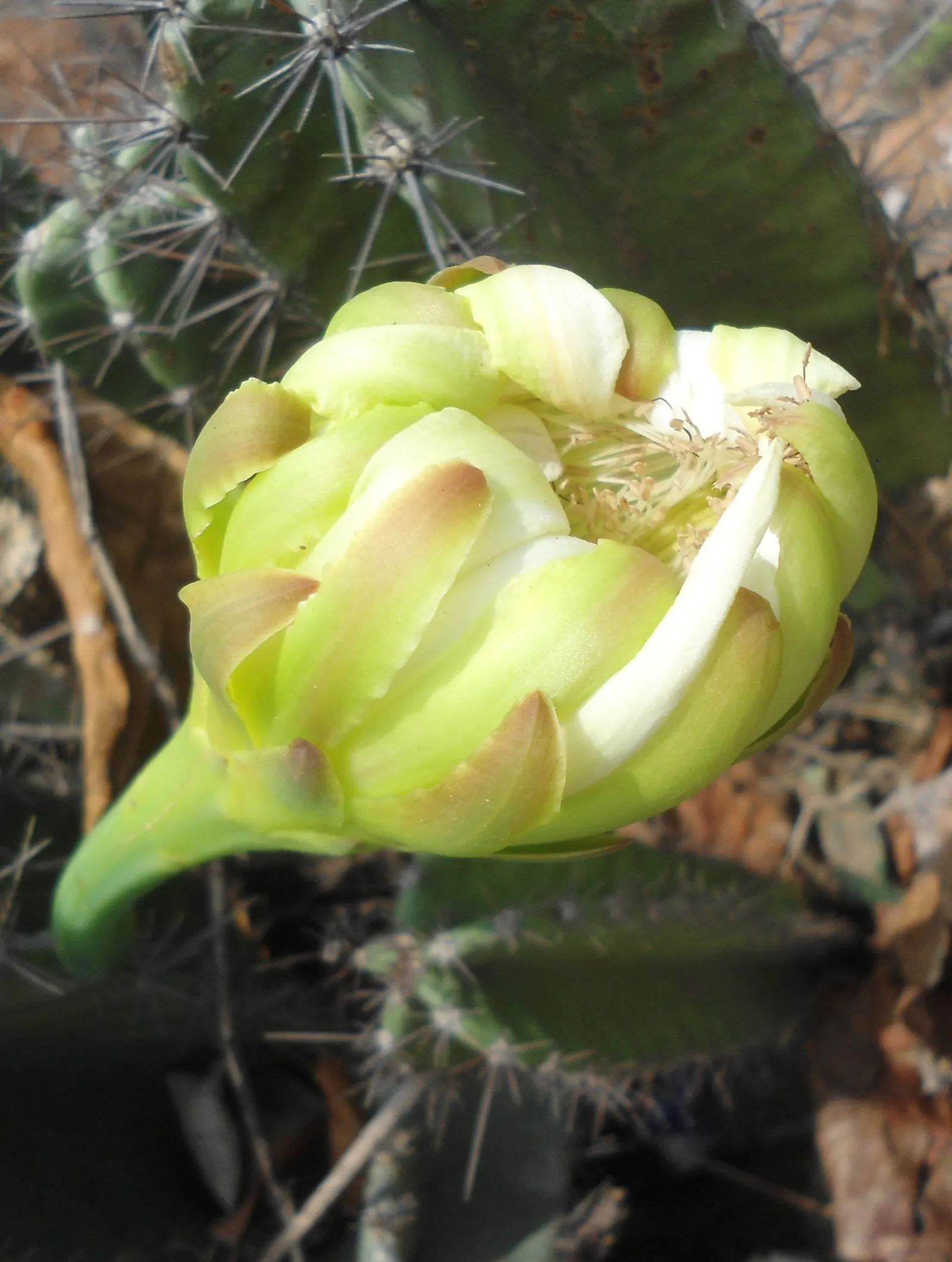 Blue Cereus (Cereus Hexagonus) — towering columns reaching heights of up to 33 feet