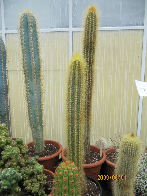 Blue Cereus (Cereus Hexagonus) — towering columns reaching heights of up to 33 feet; which makes it versatile for various landscape settings, image 58