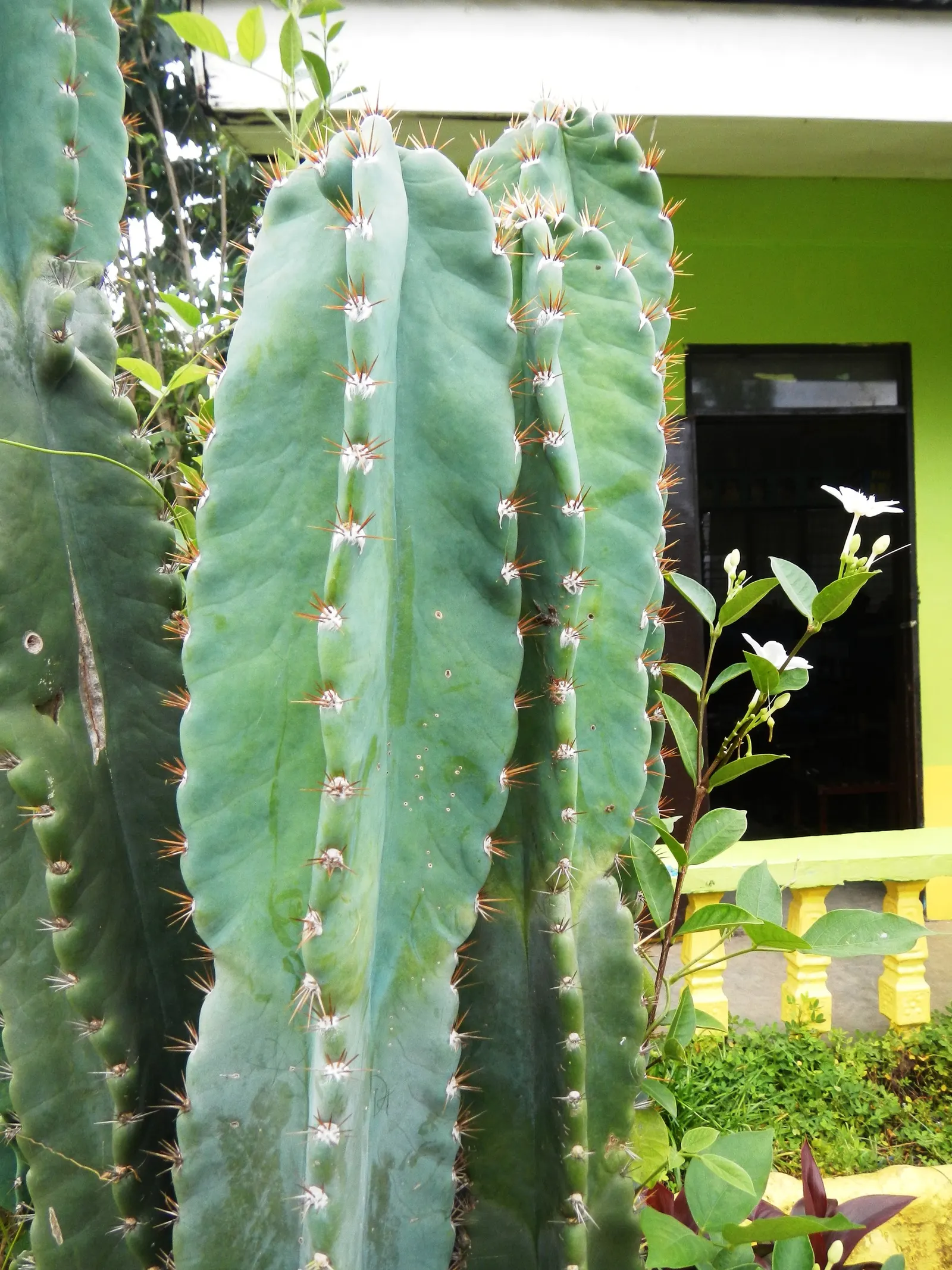 Blue Cereus (Cereus Hexagonus) — ensure the plant is in well-draining soil to prevent root rot; sandy or rocky substrates are ideal; cactus for full