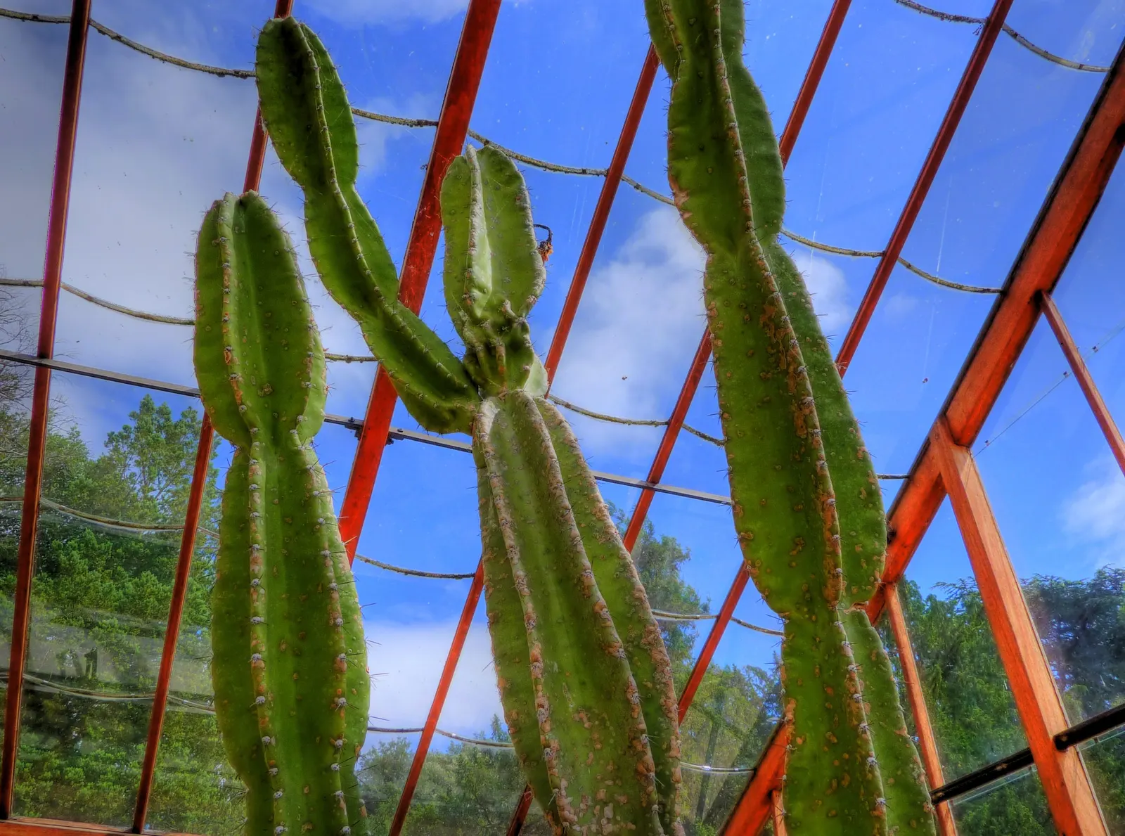 Blue Cereus (Cereus Hexagonus) — thriving in temperatures that do not typically drop below 30&deg;F; this cactus is suitable for USDA hardiness, image 61