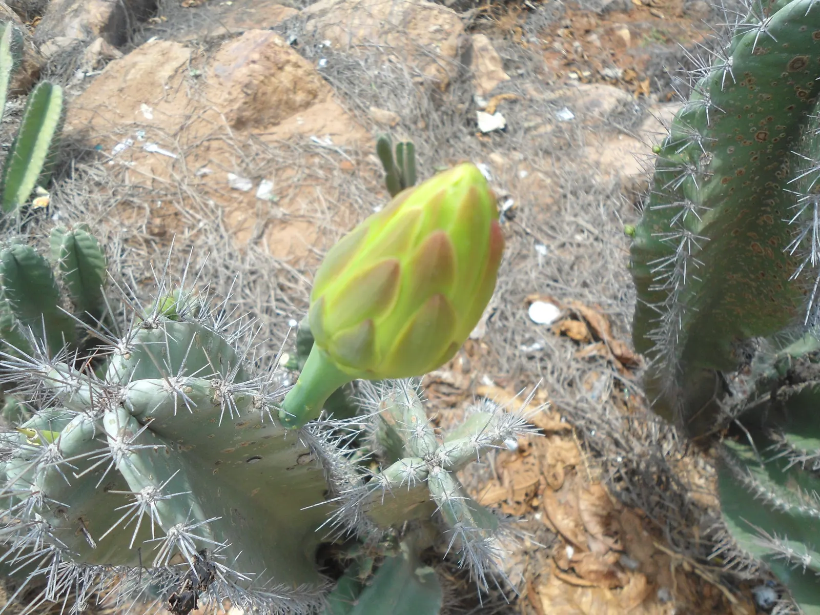 Blue Cereus (Cereus Hexagonus) — Night-blooming white flowers emerge in summer, offering a contrast against the blue tones; pinkish-red fruits that, image 55