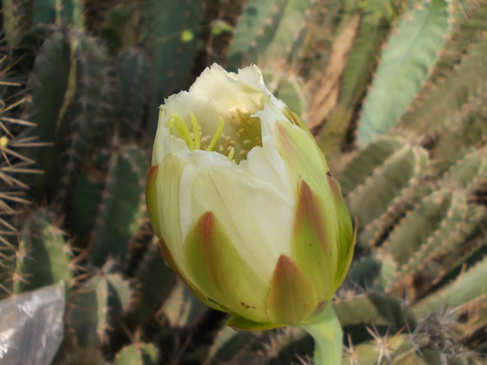 Blue Cereus (Cereus Hexagonus) — The large, white, nocturnal flowers can span up to 8 inches across and emit a pleasing, delicate fragrance